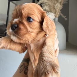 Cavalier King Charles Spaniel and Cavapoo Puppies from Unicorn Tears and Cavaliers