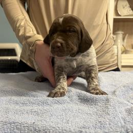 Light blue band girl - Liver roan female German Shorthaired Pointer puppy in Sylvania, Alabama from Turner Delightful Dachshund Farm & German Short Hair Pointers