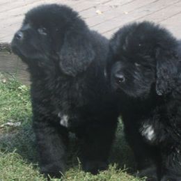 Newfoundlands from Luvrnewfies