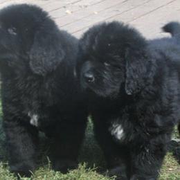 Newfoundlands from Luvrnewfies