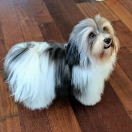 Natasha - Havanese