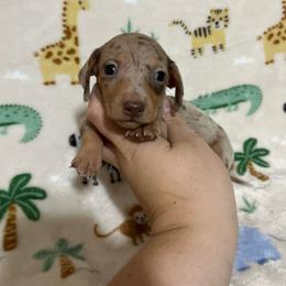 Pebbles - Dapple female Dachshund puppy in Springfield, Tennessee from Savannah’s Doxie Palace