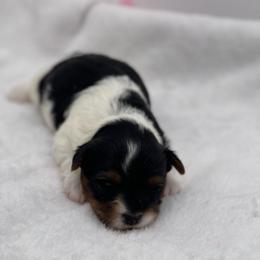 Scout  3500 - Black tan and white female Biewer Terrier puppy in Douglas, Georgia from Heartland small breeds