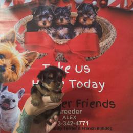 Rocky - Silver black and tan male Silky Terrier puppy in City Of Orange, New Jersey from Fur-Ever Friends