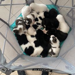 Akita Puppies from Gloe Akita's