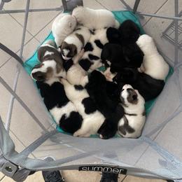 Akita Puppies from Gloe Akita's