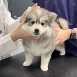 Pomsky Puppies from PomskyParadise