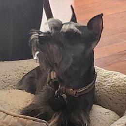 Bootsy - Miniature Schnauzer