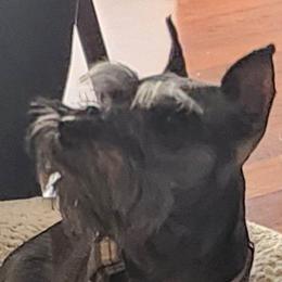 Bootsy - Miniature Schnauzer