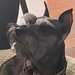 Bootsy - Miniature Schnauzer