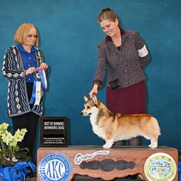 Mick - Pembroke Welsh Corgi