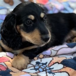 Dachshund Puppies from Ultimate_Doxies