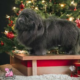 Zazel - Pekingese