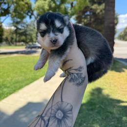 2 - Gray and white male Pomsky puppy in La Verne, California from Red Cedar Pomskies