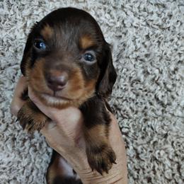 Boy 2 - Chocolate and tan male Dachshund puppy in Clayton, Indiana from Love Struck Miniature Dachshunds