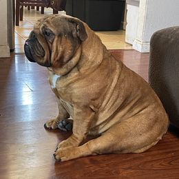 Allana - Bulldog