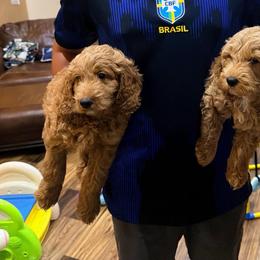 Kona - Red  male Goldendoodle puppy in Anthem/Phoenix, Arizona from Ironwood Doodles