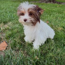 Cocobean - Parti female Yorkshire Terrier puppy in Roseville, California from Blueberry Brook Yorkies
