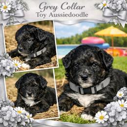 Grey collar toy - Black tri-color male Aussiedoodle puppy in 32046, Florida from River Hill Ranch