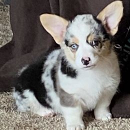 American Corgis and Pembroke Welsh Corgis from Prospect Corgis