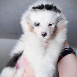 Girl 1 - Shetland Sheepdog puppy in Elk, Washington from Asgard Shetland Sheepdogs