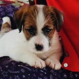 Russell Terrier Puppies from Chardonnay Russells