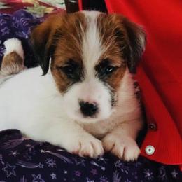 Russell Terrier Puppies from Chardonnay Russells