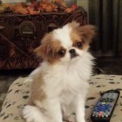 Japanese Chin All Grown Up from Willowood Dog Kennel