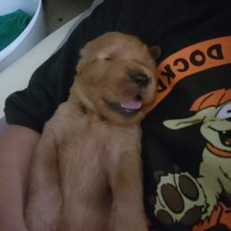 Girl 3 - Golden female Golden Retriever puppy in Perry Hall, Maryland from DukerDaze Golden Retrievers