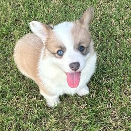 Kyndal - White and fawn female Pembroke Welsh Corgi puppy in Cashion, Oklahoma from Shabby Chic Corgis