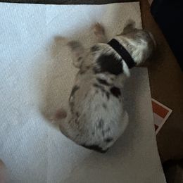 Australian Shepherd Puppies from Aussie Tree-O