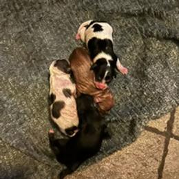 Cavapoo puppies from Sweet Snuggles Cavapoos