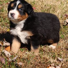 Black Jack - Black tri-color male Australian Shepherd puppy in Cookeville, Tennessee from Spring Creek Aussies