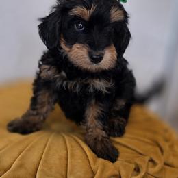 Peep - Phantom female Goldendoodle puppy in Decatur, Tennessee from Diamond's Doodles