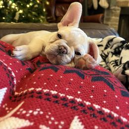 French Bulldog Puppies from Mathew Household Frenchies