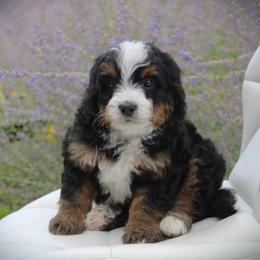 Muffin - Tri-color male Bernedoodle puppy in Eagle Mountain, Utah from Fur Real Puppies.