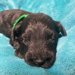 Bentley (green) - Black male Miniature Schnauzer puppy in Ravensdale, Washington from Serenity Schnauzers