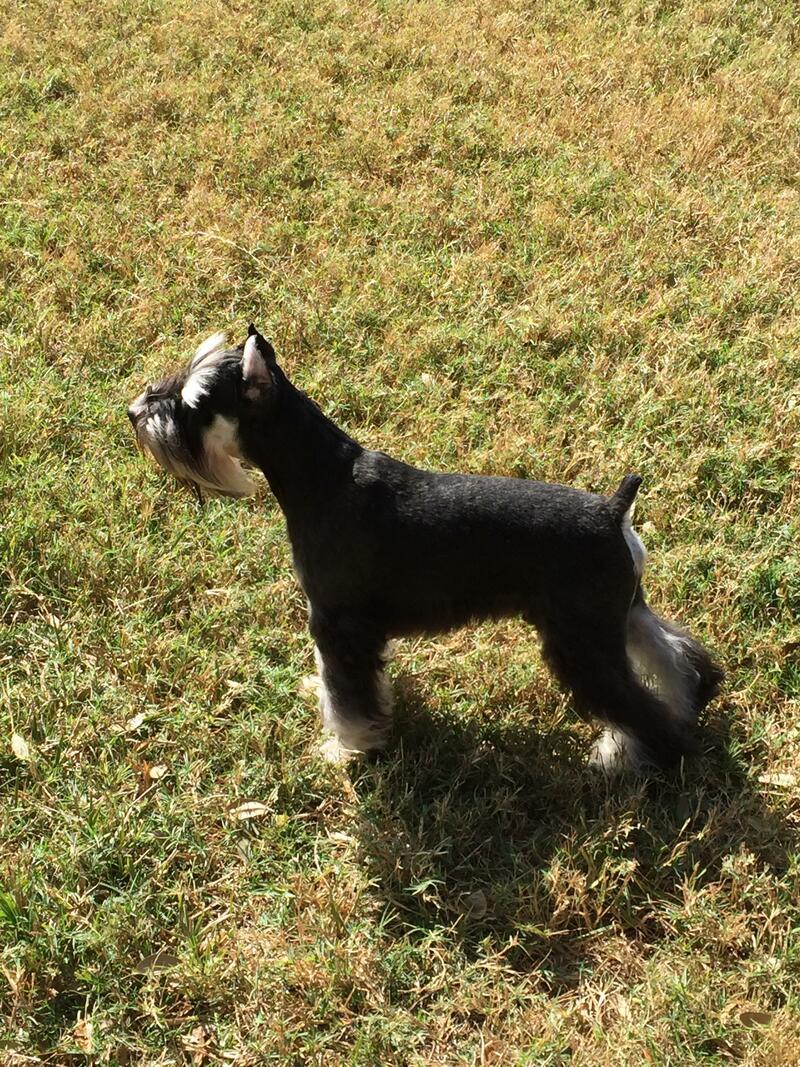 Lakeside Schnauzers in Florida Miniature Schnauzer puppies Good Dog