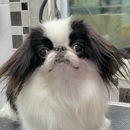NASTYA - Japanese Chin