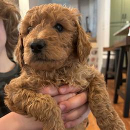 Pink Collar Girl - Red  female Poodle puppy in Grandview, Tennessee from FurEver Poodles