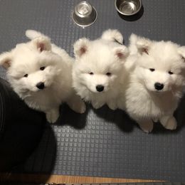 Samoyed Puppies from HaleStorm Samoyeds