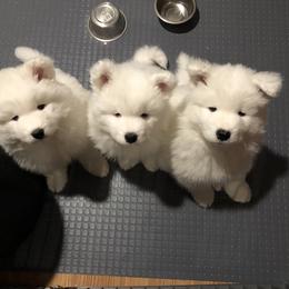 Samoyed Puppies from HaleStorm Samoyeds