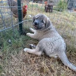 Pink - Gray fawn female Anatolian Shepherd Dog puppy in Kemp, Texas from Lively Acres Anatolians