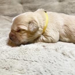 Girl 2-Yellow - Golden female Golden Retriever puppy in North Pole, Alaska from Mulberry Retrievers
