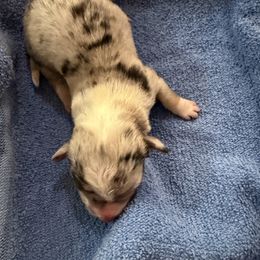 Boy 1 - Blue merle and white male American Corgi puppy in Lubbock, Texas from Ace High Corgis