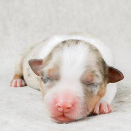 Washington - Red merle male Australian Shepherd puppy in Aberdeen, North Carolina from Huckleberry Hill Aussies LLC.