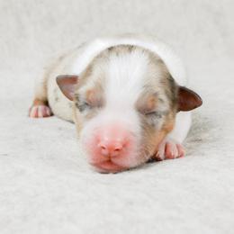 Washington - Red merle male Australian Shepherd puppy in Aberdeen, North Carolina from Huckleberry Hill Aussies LLC.