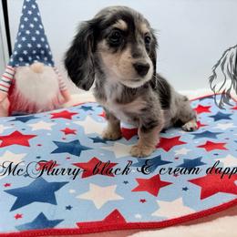 McFlurry - Dapple female Dachshund puppy in Prairieville, Louisiana from Southern Barron Danes & Dachshunds