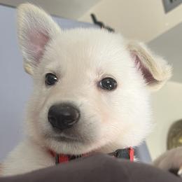Boy 4 - White male German Shepherd puppy in Santa Rosa Valley, California from Diamond White German Shepherds