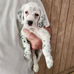 Boy 5 Black - White male Llewellin Setter puppy in North Dinwiddie, Virginia from Pups Furever